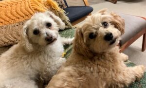 Quito and Alfie — beloved rescue dogs from San Miguel de Allende, MX. Unfortunately we lost Alfie in late 2025.